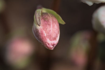 Close-up of tulip