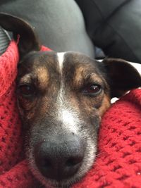 Close-up portrait of a dog