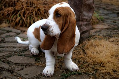 Basset hound sitting on footpath