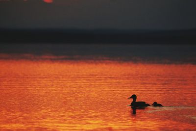 Side view of silhouette duck with young one