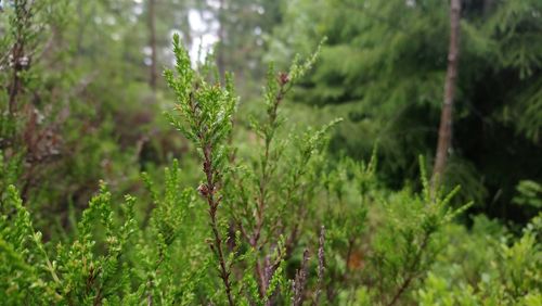 Close-up of fresh green plants