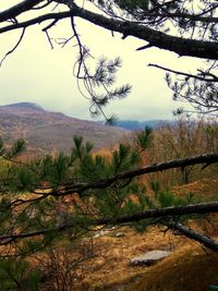 Bare trees on landscape against sky