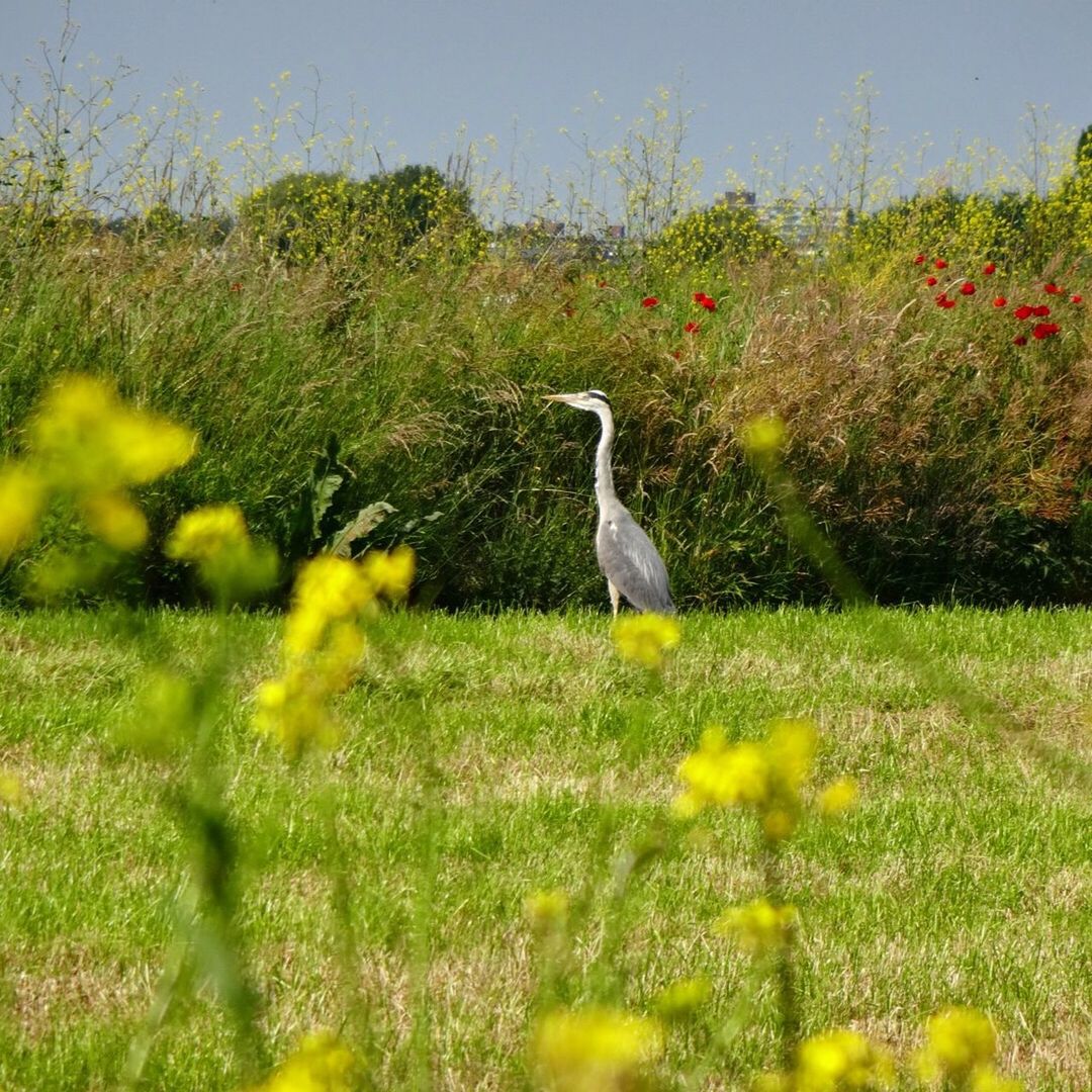 Heron