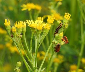 Close-up of butterfly pollinating on flower