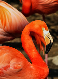 Close-up of a flamingo