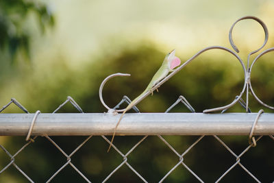 Close-up of barbed wire on chainlink fence