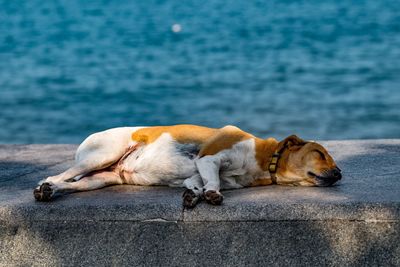 Rear view of dog sleeping by sea