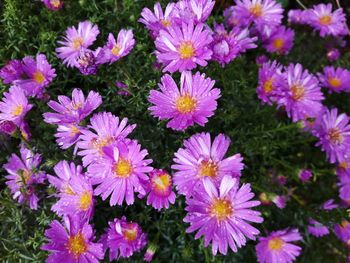 Close-up of flowers blooming outdoors