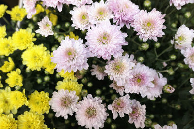 High angle view of flowering plants