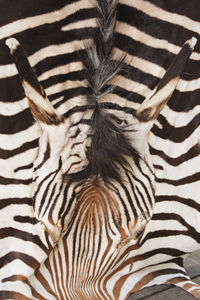 Close-up of zebra print carpet