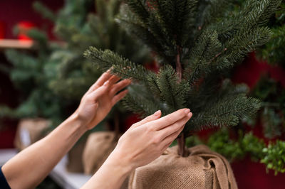 Close-up of woman hand holding plant