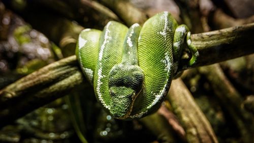 Close-up of green lizard on tree