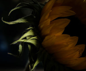 Close-up of yellow flowering plant