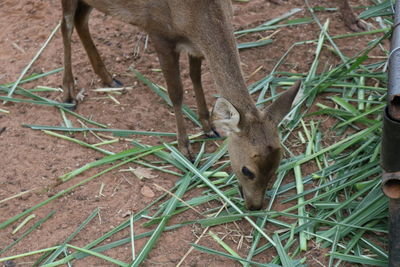 Deer in a field