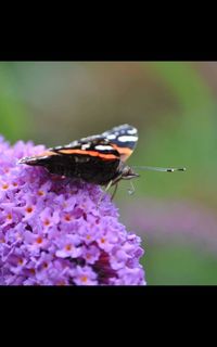 Close-up of butterfly on flower