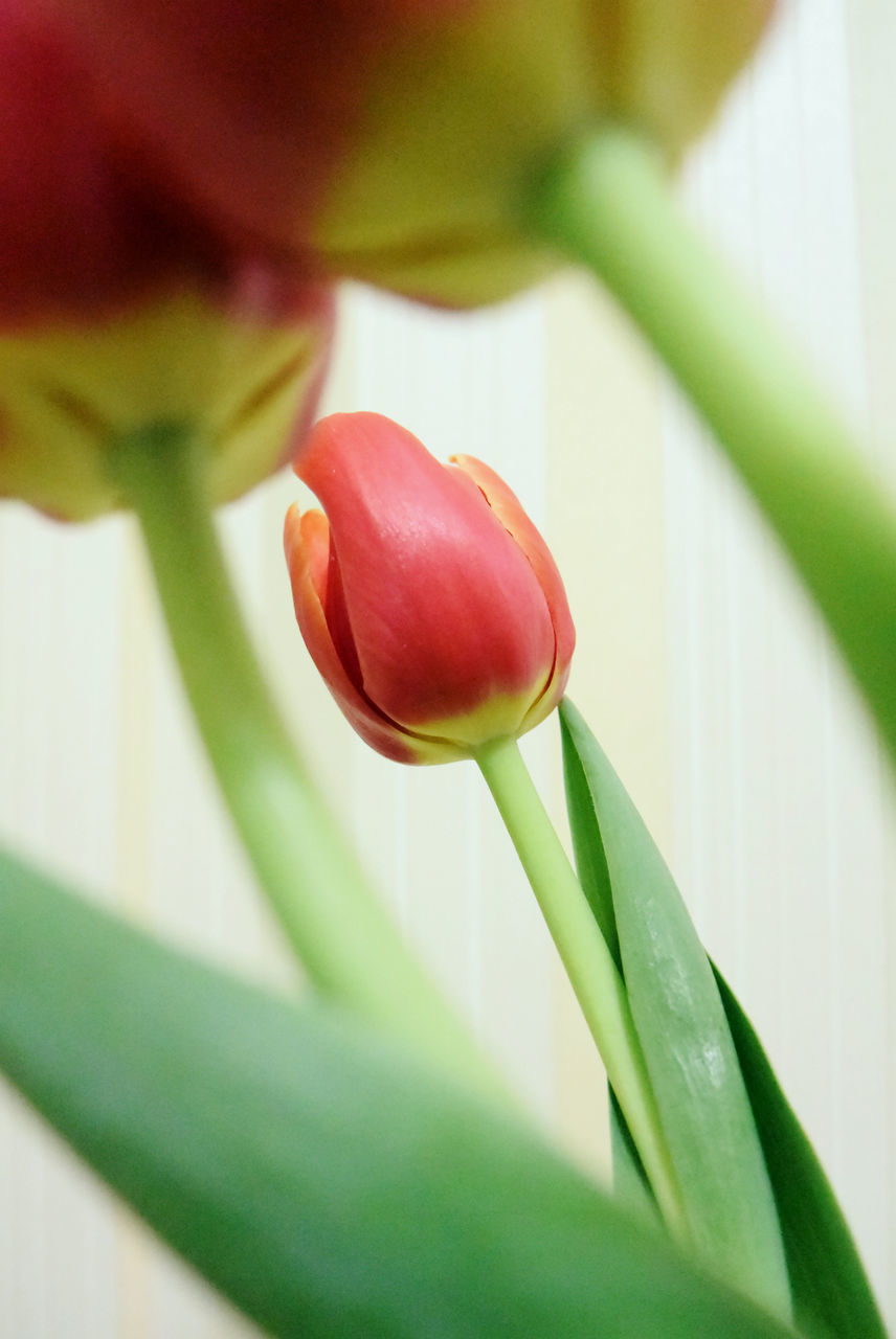 close-up, growth, freshness, flower, green color, plant, red, fragility, focus on foreground, selective focus, leaf, petal, beauty in nature, nature, stem, flower head, bud, green, single flower, indoors