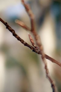 Close-up of twig on branch