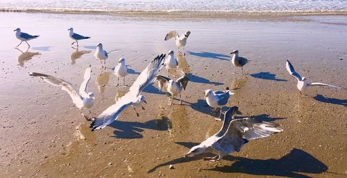 High angle view of seagulls on beach