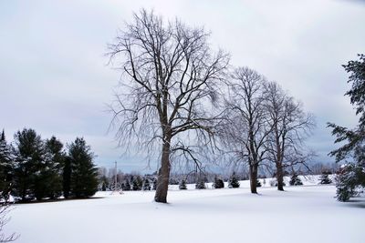 Bare trees on snow covered land