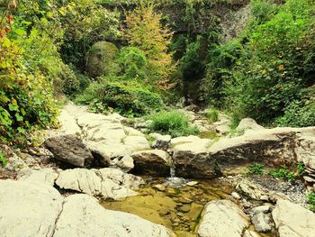 Plants growing on rocks by stream in forest