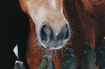 Close-up of horse