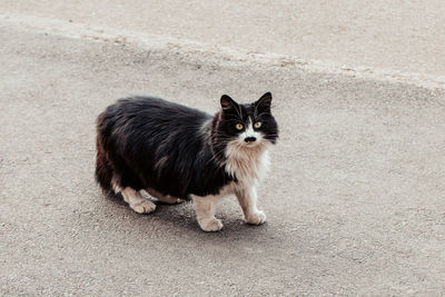 Portrait of cat sitting on street