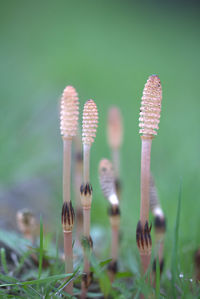 Close up of leaf