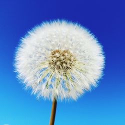 Close-up of dandelion against blue sky