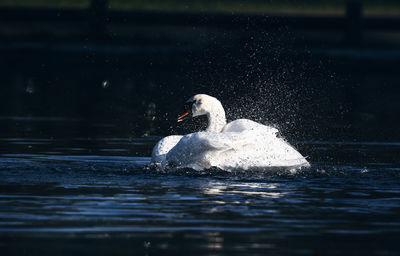 View of swan swimming in lake