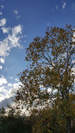 Low angle view of tree against sky