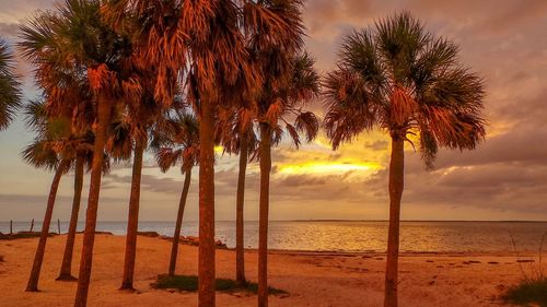 Palm trees on beach against sky during sunset