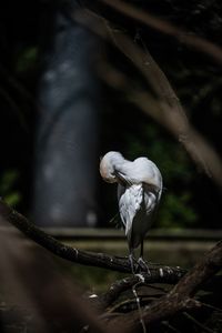 Bird perching on a tree