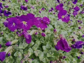 Close-up of purple flowers