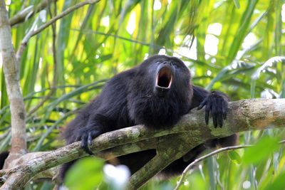 Low angle view of howler monkey howling on branch