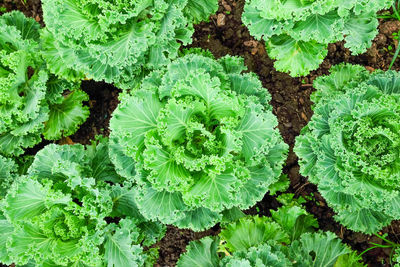 High angle view of vegetables on plant