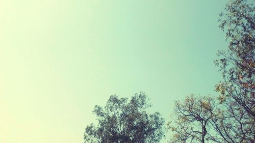 Low angle view of trees against clear sky