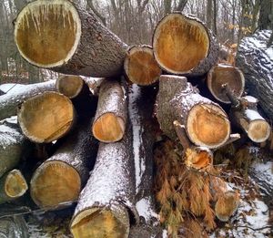 Stack of logs