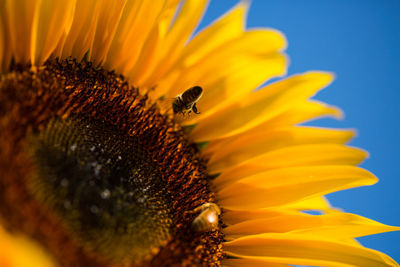 Close-up of bee pollinating on sunflower