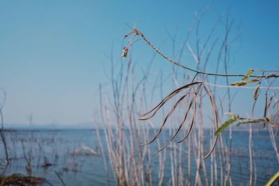 Close-up of plants against sea