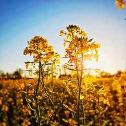 Close-up of yellow flowers growing in field