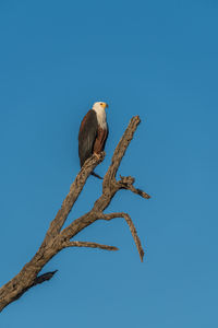 African fish eagle perching on branch against clear sky