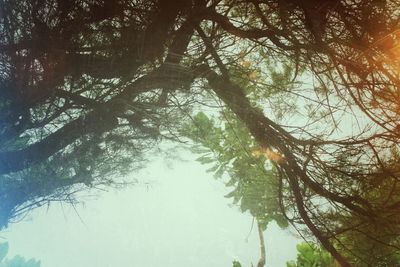 Low angle view of trees in forest against sky