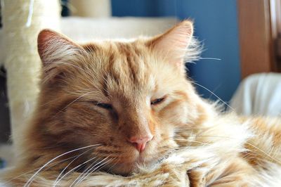 Close-up of cat