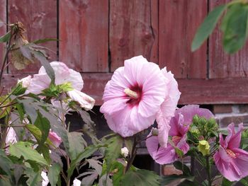 Close-up of pink flowers