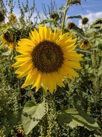 Close-up of sunflower on field