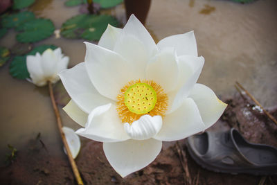 Close-up of white flowering plant