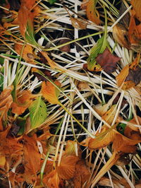 Full frame shot of plants