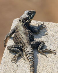 Close-up of lizard on rock