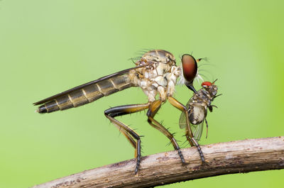 Close-up of dragonfly on wood