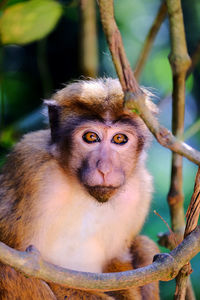 Young macaque monkey looking at you from the forest. thick vine in foreground.